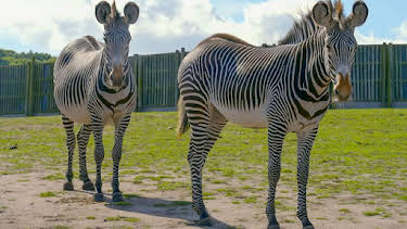 1:35 PM: Go Wild (S2) | Cbeebies | 2/17 2026