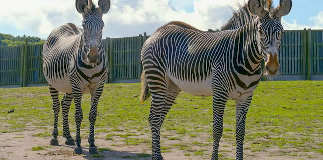 12:35 PM: Go Wild (S2) | Cbeebies | 2/8 2026