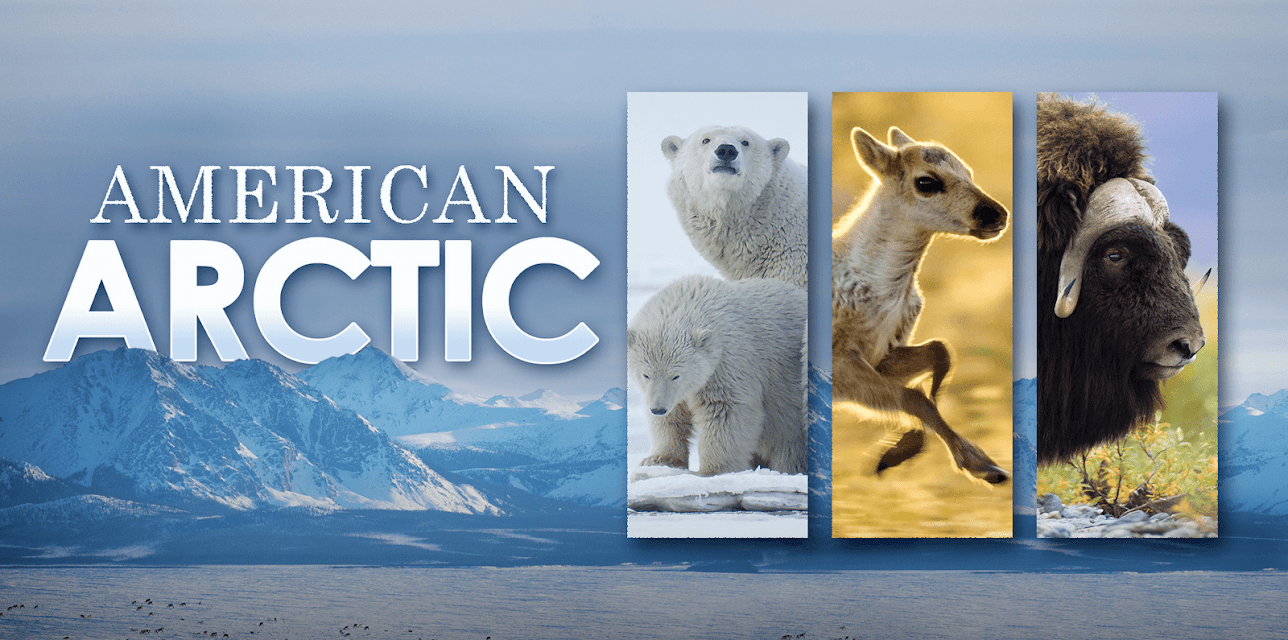 American Arctic (2022)