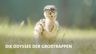 13:15: Die Odyssee der Großtrappen | MDR Fernsehen | 7/11 2026