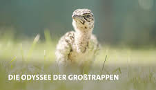Die Odyssee der Großtrappen