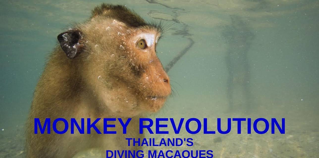 Monkey Revolution - Thailand's Diving Macaques
