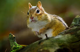 Tiny World: Woodland