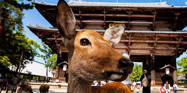 4:15 PM: Japan: Earth's Enchanted Islands | BBC Two | 2/3 2026