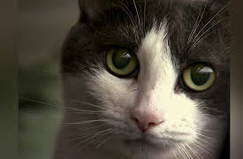 The Haunted Season 1: Terror at Maple Dale Farm