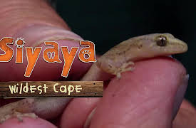 Siyaya - Wildest Cape: Robberg - The Exploration Continues