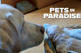 Pets in Paradise TV: Abby's Story