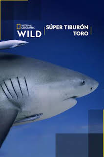 19:50: Súper tiburón toro | Nat Geo Wild | 3/25 2026
