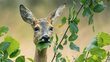 22:00: NDR Story - Sündenbock Reh | Radio Bremen | 4/20 2026