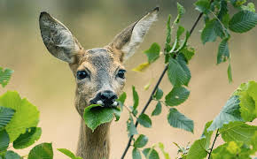 NDR Story - Sündenbock Reh
