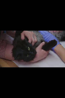 05:50: Una veterinaria todoterreno: Bisontes implacables | Nat Geo Wild | 3/22 2026