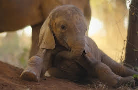 Born to be Wild: The Elephant Calf