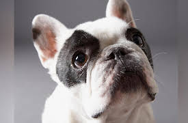 Dog Training 101: Verbal Cues: Developing Discrimination