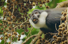 Survival of the Beast, Season 1: Sloth Bear