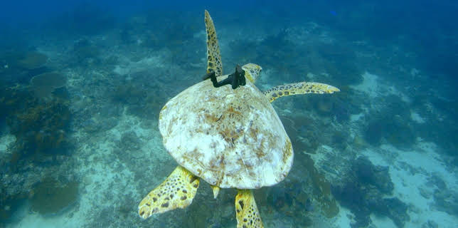 10:35: Andys ville vasseventyr: Andy og dei grøne havskjelpaddene | NRK Super | 11/17 2025
