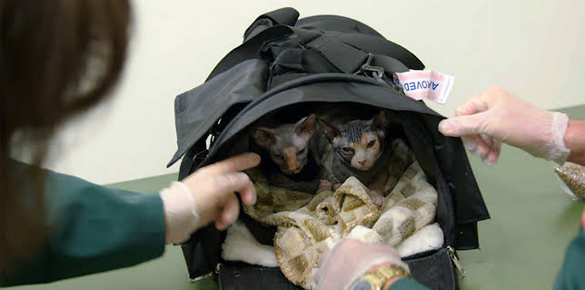 06:00: OSL 24-7 (S1 E9) (S1) | TV10 | 11/9 2025