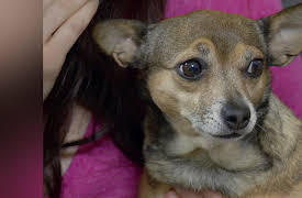 My Tiny Terror Season 1: My Dog is Ruining My Love Life