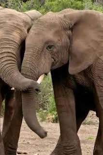 06:23: ¿Cómo lo hacen? Mundo animal: Trompas de elefantes y animales antiguos | Discovery Max | 9/27 2026