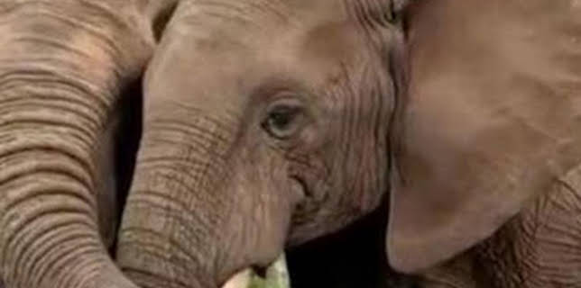 06:23: ¿Cómo lo hacen? Mundo animal: Trompas de elefantes y animales antiguos | Discovery Max | 3/8 2026