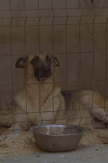 05:16: Seprona en acción: Episodio 10 | Discovery Max | 4/8 2026