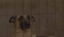 Seprona en acción: Episodio 10