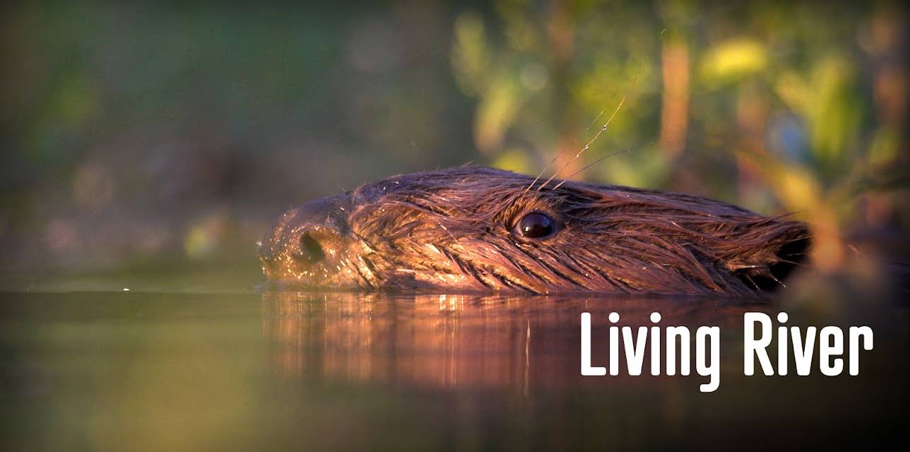 Living River