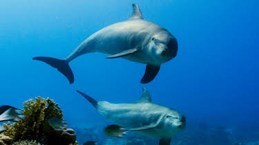 3:00 PM: Blue Planet (S2 E3) (S2) | Yesterday | 1/11 2026