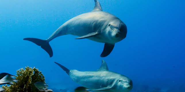 2:00 PM: Blue Planet (S2 E3) (S2) | Yesterday | 1/11 2026