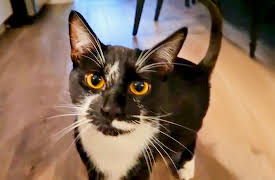 My Pet Ate What!?: A Threadening Situation