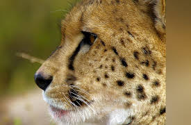 Wildlife Icons: Africa's Big Cats