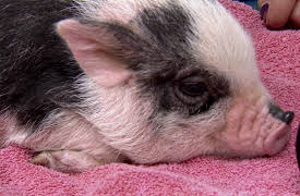 Dr. Jeff Rocky Mountain Vet Season 1: Whatever It Takes