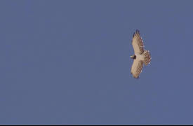 Meerkat Manor The Next Generation: The Rovers Return