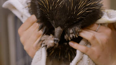 17:00: Crikey! It's the Irwins (S1 E3) (S1) | Animal Planet | 4/9 2026