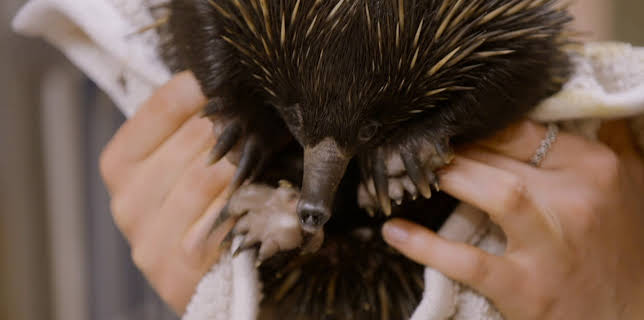 06:00: Crikey! It's the Irwins (S1 E3) (S1) | Animal Planet | 12/10 2025