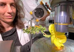 The Secret Genius of Plants