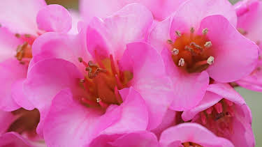 10:00: Schnittgut. Alles aus dem Garten | ARD Alpha | 4/14 2026