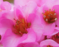 Schnittgut. Alles aus dem Garten