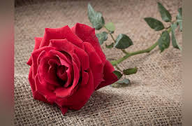 The Irish Identity: Independence, History, and Literature: Synge’s Playboy of the Western World