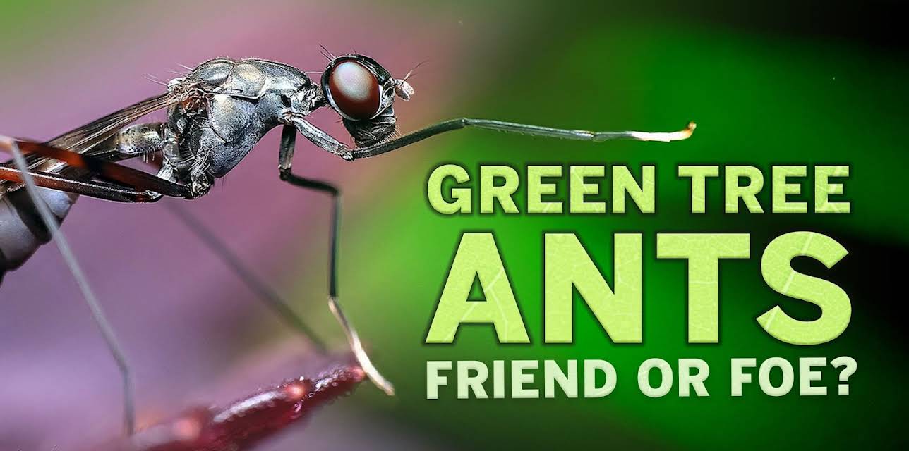 Green Tree Ants: Friend Or Foe? (2017)