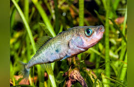 The Great Tours: Iceland: Iceland’s Fish, Sharks, and Crustaceans