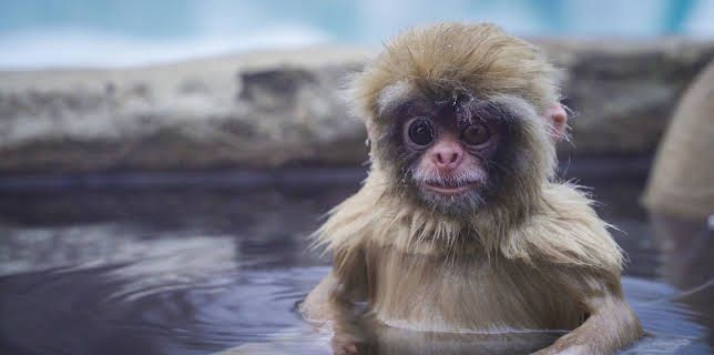 14:05: Undercover unter Tieren (2/4) | 3SAT | 11/16 2025