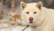 The Last Alaskans (S2 E4)