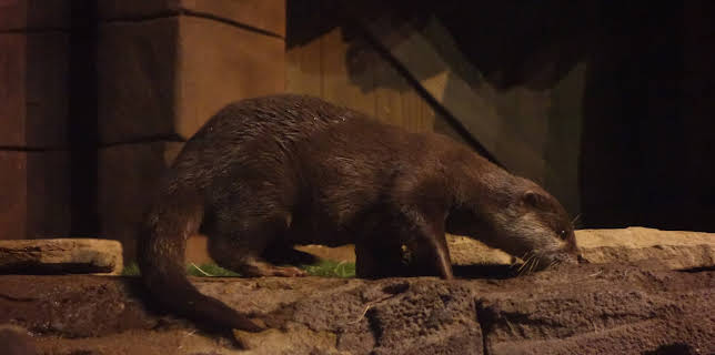 14:00: The Aquarium (S2 E6) (S2) | Animal Planet | 12/21 2025