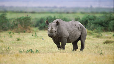 08:30: Saba And The Rhino's Secret | Animal Planet | 4/19 2026