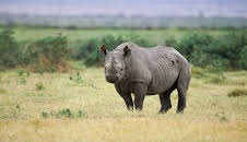 Saba And The Rhino's Secret