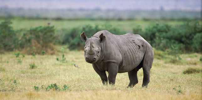 09:25: Saba And The Rhino's Secret | Animal Planet | 11/3 2025