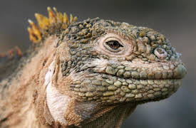 Wild Galapagos: Part 2: Trapped In Paradise