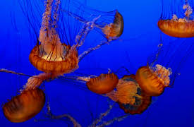 Oceanography: Exploring Earth's Final Wilderness: Soft-Bodied Life in the Dark, Open Depths