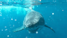 Blaues Wunder Pazifik (2)