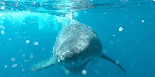 08:30: Blaues Wunder Pazifik (2) | ZDFneo | 11/2 2025